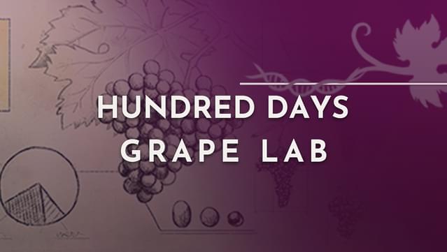 Hundred Days - Grape Lab